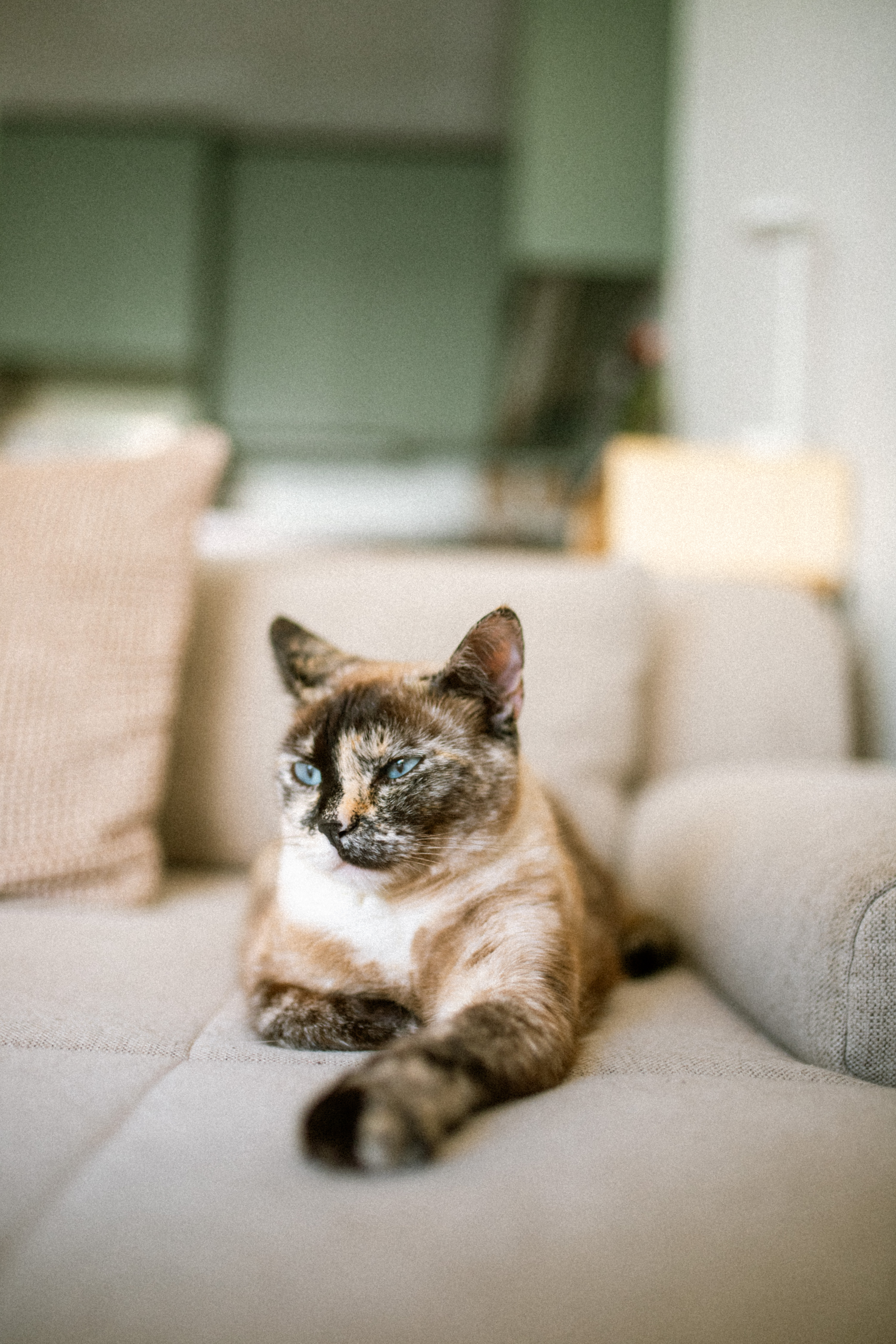 Finding Pet-Friendly Home Products: Sofa and Rug Tips for Pet Owners